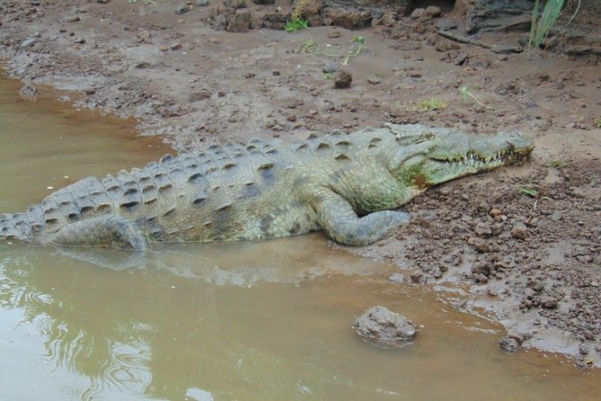 Jungle Crocodile Safari and Bird Watching Tour