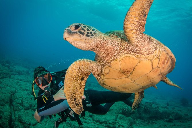 Kauais Ultimate Discover Scuba Dive – OCEAN EXPERIENCE (1 Tank Dive)