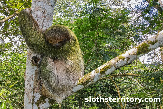 La Fortuna Sloth Tour - Tour Location and Activities