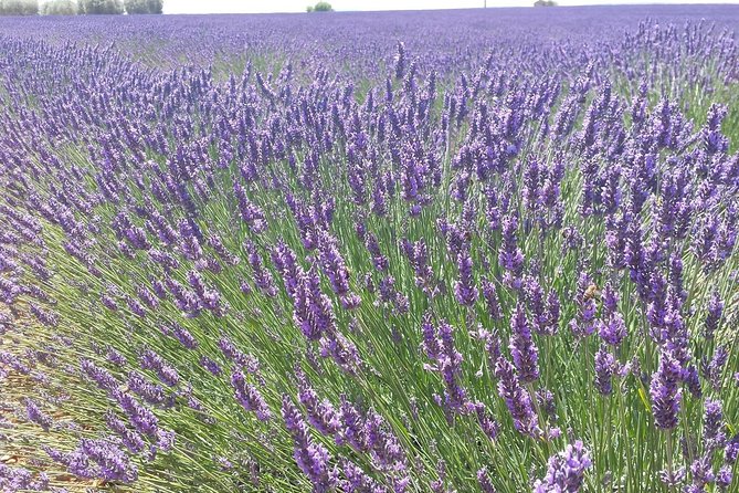 Lavender Beauty Small Group Half Day Tour From Avignon