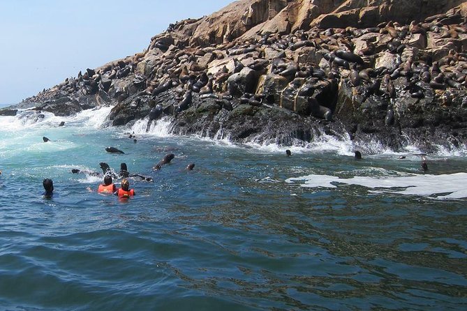 Lima: Palomino Islands Excursion & Swimming With Sea Lions With Hotel Transfers - Traveler Experiences and Reviews