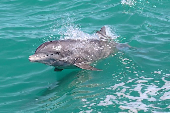 Little Toot Dolphin Adventure at Clearwater Beach