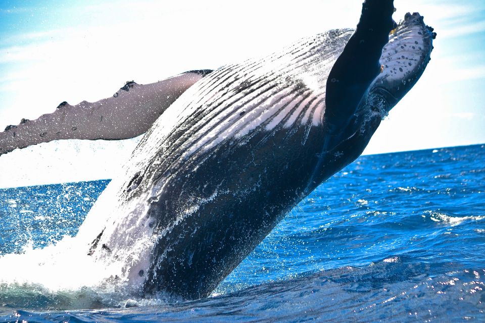 Maalaea: Small Group 2-Hour Whale Watch Experience - Whale Watching Highlights