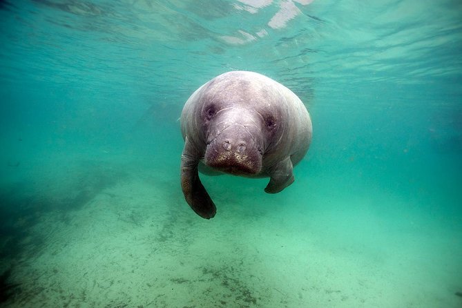 Manatee Snorkel Tour With In-Water Divemaster/Photographer