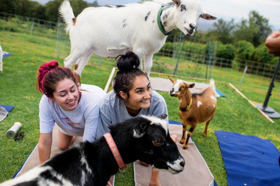 Maui Goat Yoga With Miniature Goats