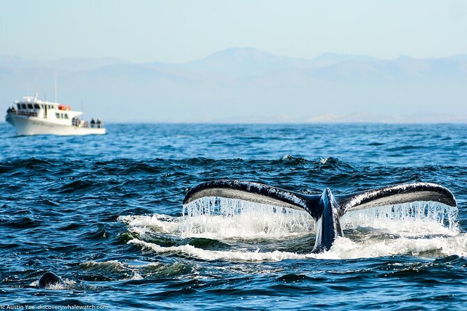 Monterey, California Family-Friendly Whale-Watching Boat Tour  – Monterey & Carmel