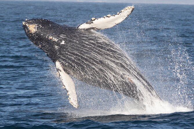 Monterey Whale Watching Tour - Tour Overview