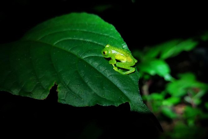 Monteverde Private Night Tour - Tour Highlights
