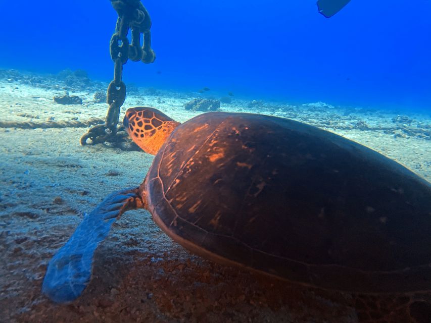 Oahu Night Dive: Adventure for Certified Divers - Dive Sites Exploration