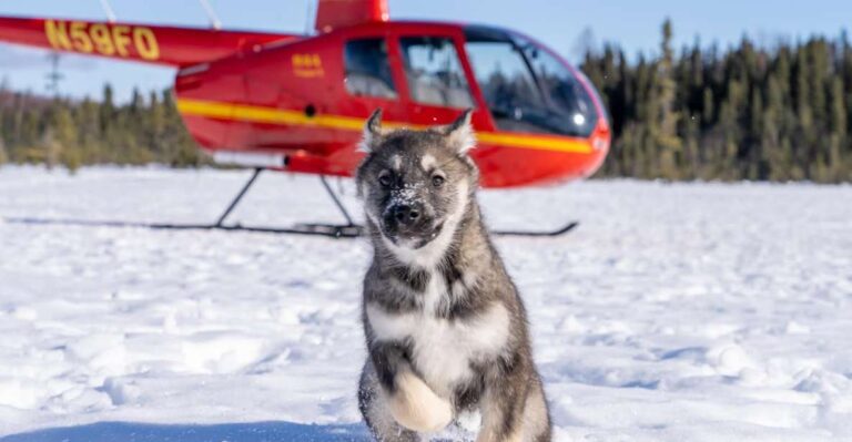 Palmer: “Dogs and Glaciers” Sledding and Helicopter Tour
