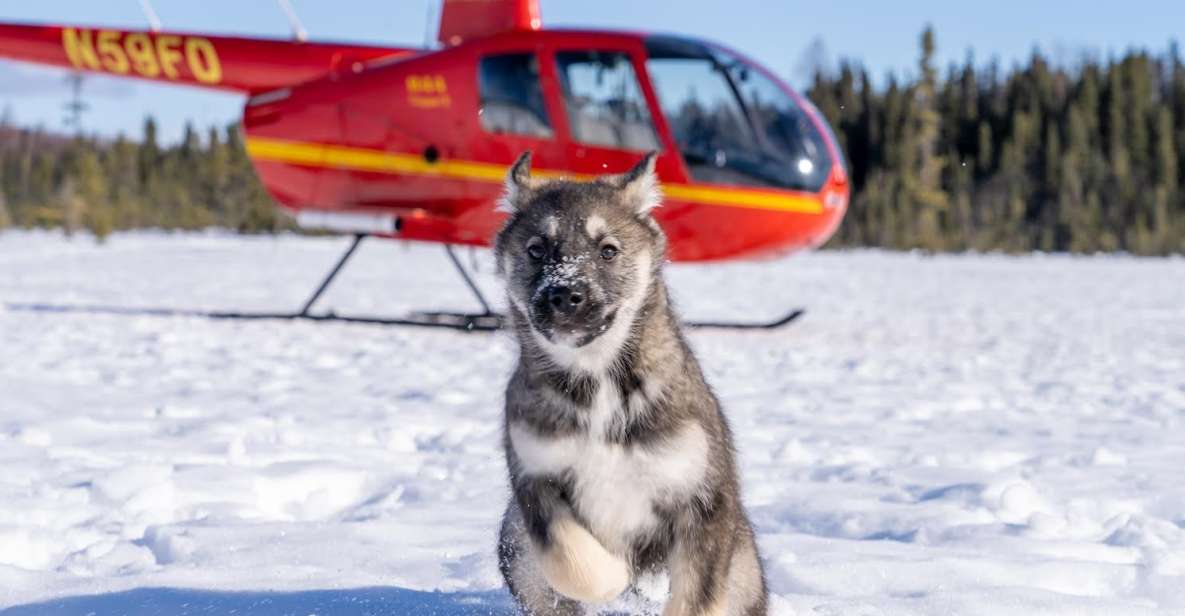 Palmer: "Dogs and Glaciers" Sledding and Helicopter Tour - Activity Details