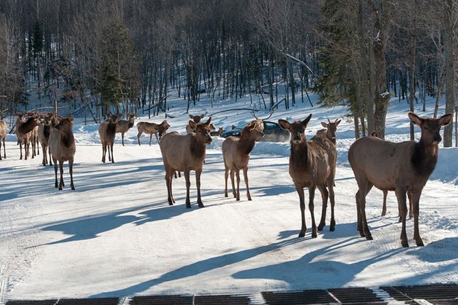 Private Day Tour to Wildlife Parc Omega and Montebello Lodge From Montreal