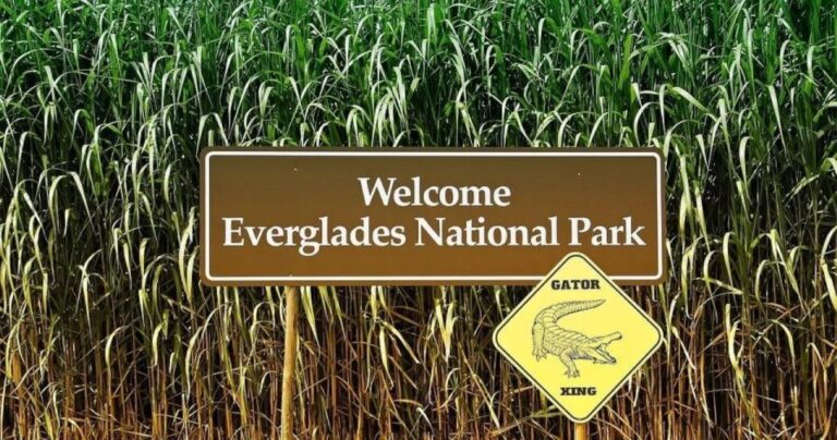 Private Everglades Tour:Explore the Beauty of the Everglades