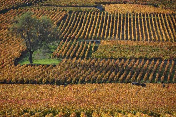 Private Full Day Tour of Côte De Nuits and Côte De Beaune - Wine Tasting Experience Details