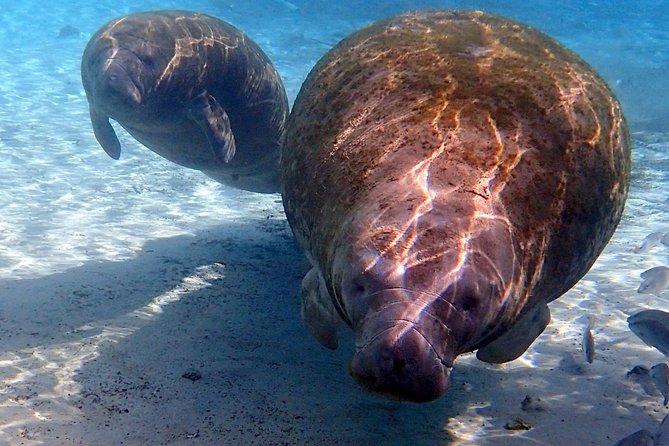 Private OG Manatee Snorkel Tour With Guide for up to 10 People - Tour Pricing and Duration