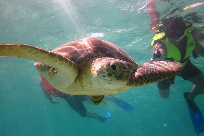 Private Snorkeling Tour With Sea Turtles at Akumal Beach  – Playa Del Carmen
