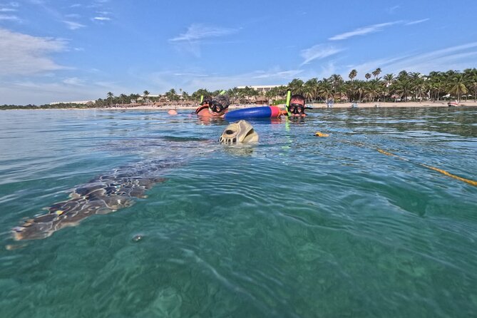 Private Snorkeling With Sea Turtles in Akumal Beach