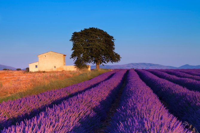 Provence Lavender Fields Tour From Aix-En-Provence - Tour Details