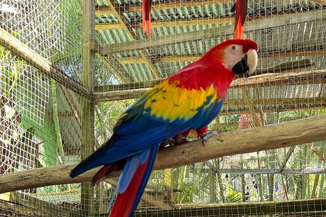 Roatan Monkey Sloth & Macaws Tour With Chocolate and Rum Tasting