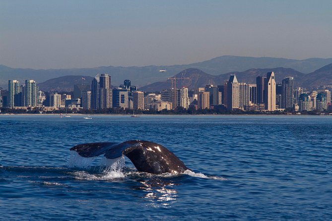 San Diego Whale Watching Cruise - Tour Overview