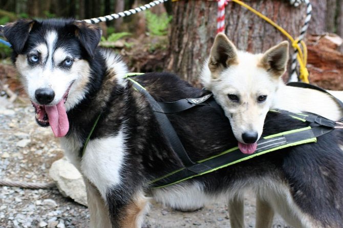Sled Dog Discovery in Skagway - Tour Overview