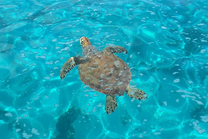 Small-Group Glass Bottomed Boat Tour With Snorkeling, Moorea - Booking Details and Logistics