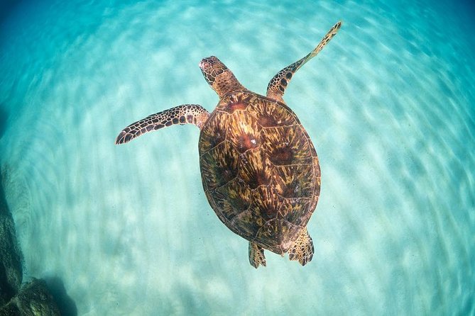 Small Group Grand Circle Island Tour Includes FREE Snorkeling With the Turtles - Tour Highlights