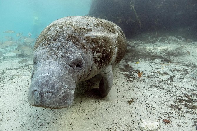 Small Group Manatee Tour With In-Water Divemaster/Photographer - Tour Overview