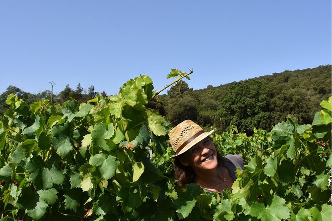 Small Group Wine Tour in the Vineyards of the Gulf of St-Tropez - Tour Highlights
