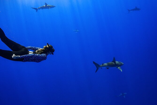 Snorkel and Dive With Sharks in Hawaii With One Ocean Diving - Experience Details