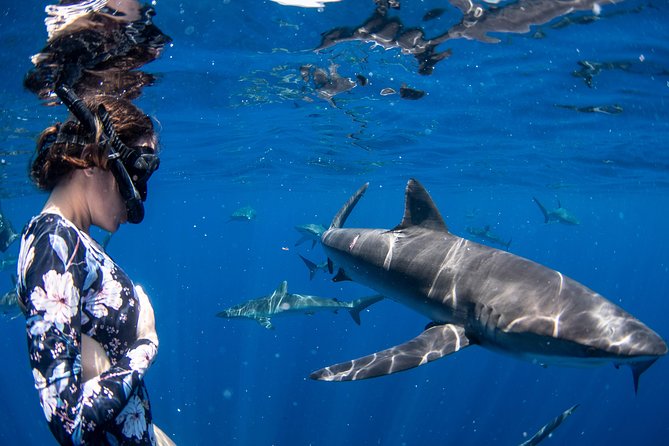 Snorkeling or Swimming With Sharks in Cabo San Lucas