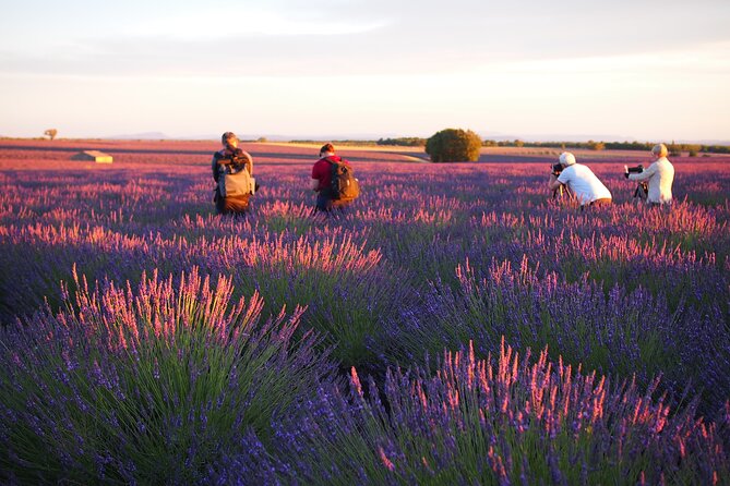 Sunset Lavender Tour From Aix-En-Provence - Tour Overview