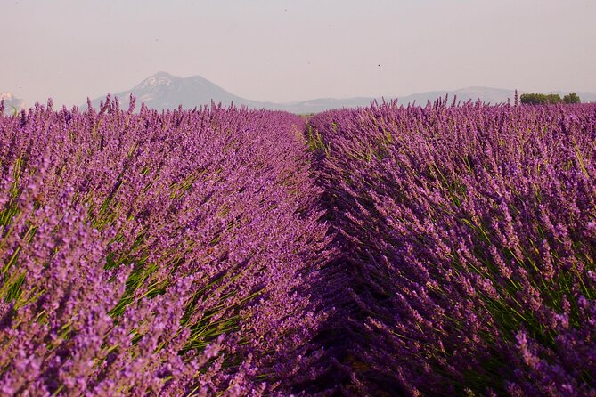 Sunset Lavender Tour in Valensole With Pickup From Marseille