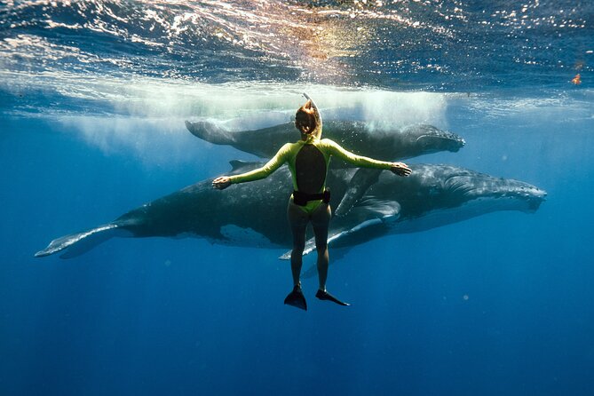 Swim With Humpback Whales - Location and Duration