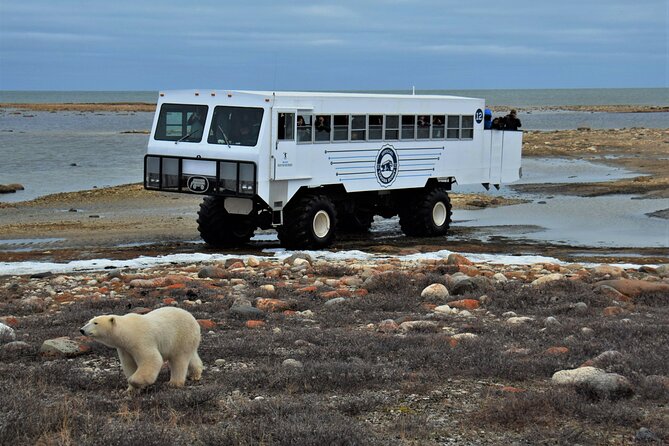 Tundra Buggy Autumn Day Tours - Tour Highlights