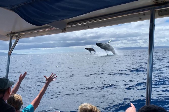 Ultimate 2 Hour Small Group Whale Watch Tour - Tour Details