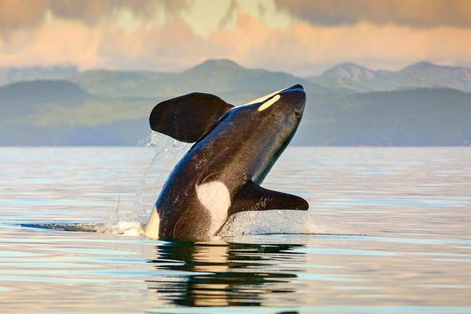 Vancouver to Victoria Seaplane Day Trip With Whale Watching Tour - Tour Details