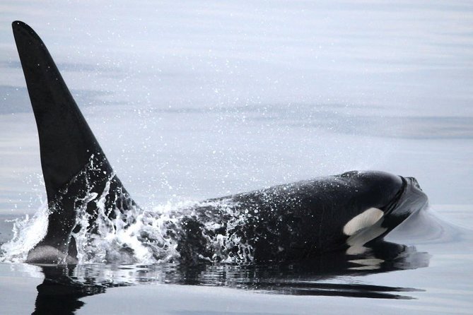 Vancouver Whale Watching Safari - Tour Details