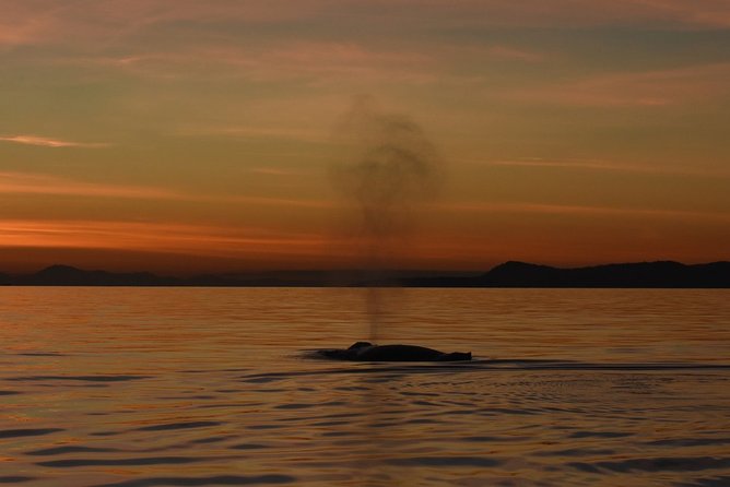 Victoria Sunset Whale-Watching Catamaran Sailing Tour - Tour Highlights