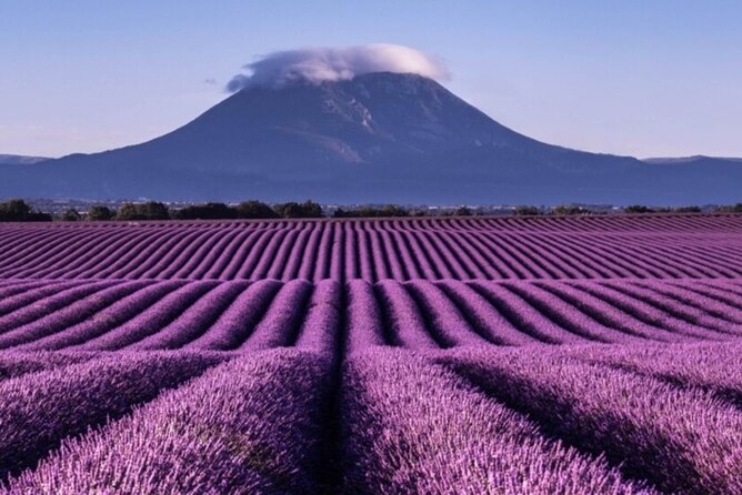 Visit the Lavender Fields, the Gorges Du Verdon and Moustiers. - Tour Highlights and Itinerary