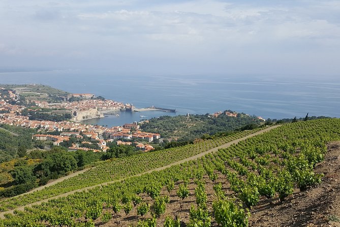 Walks in the Heart of the Secret Vineyards Around Collioure, Tastings - Tour Overview