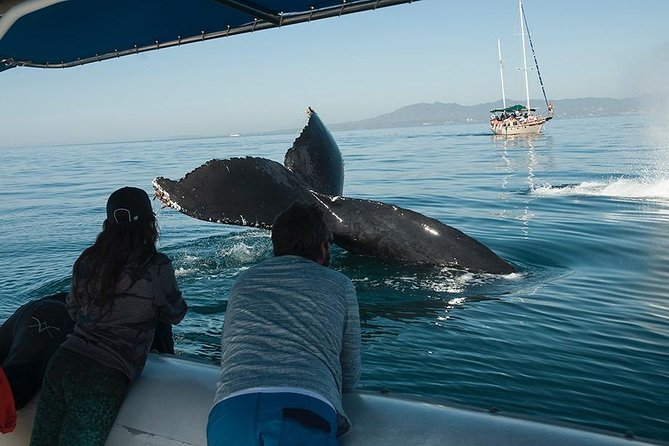 Whale and Dolphin Watching With a Biologist in Puerto Vallarta - Tour Overview