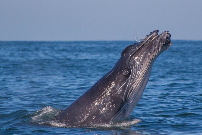 Whale Encounter Puerto Vallarta