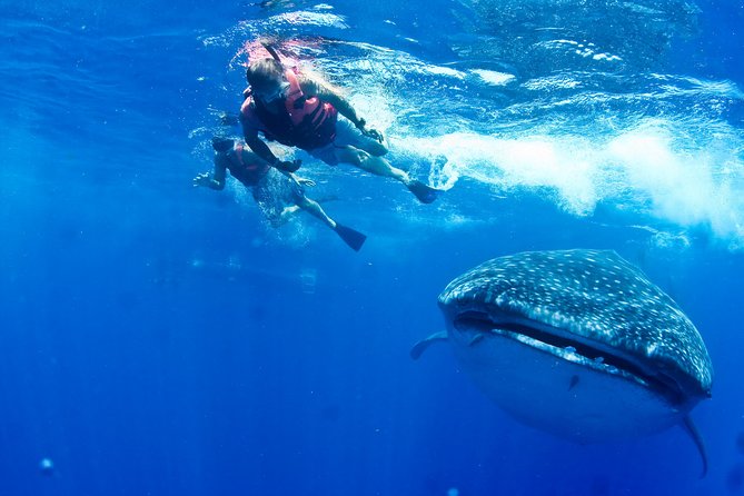 Whale Shark Swimming and Isla Mujeres Beach Tour
