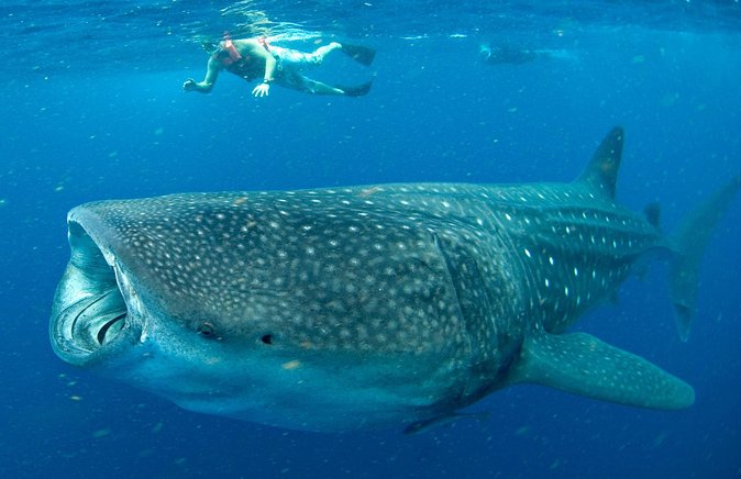 Whale Sharks Small-Group Tour in Cancun and Riviera Maya - Tour Details