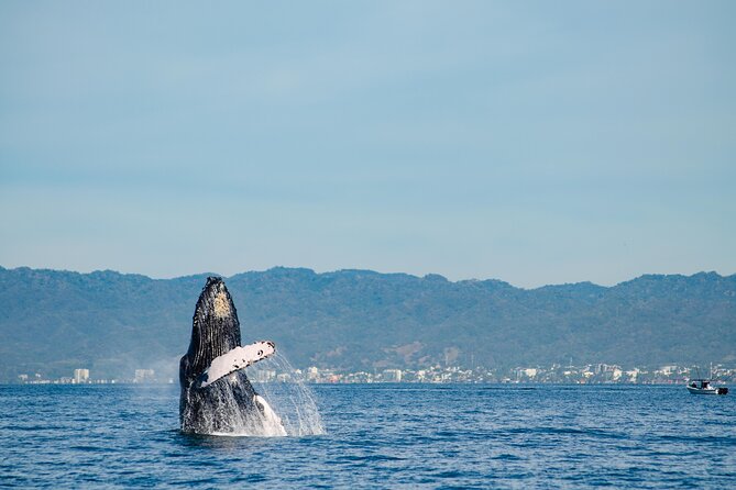 Whale Watching Cruise In Puerto Vallarta & Nuevo Vallarta