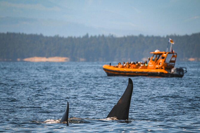 Whale Watching Nanaimo Open Boat Tour