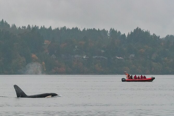 Whale Watching Tour in a Zodiac Boat in Victoria - Tour Highlights