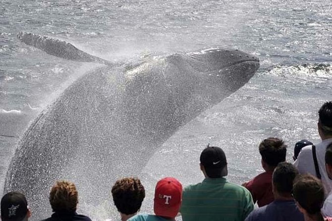 Whale Watching Tour in Gloucester - Tour Overview
