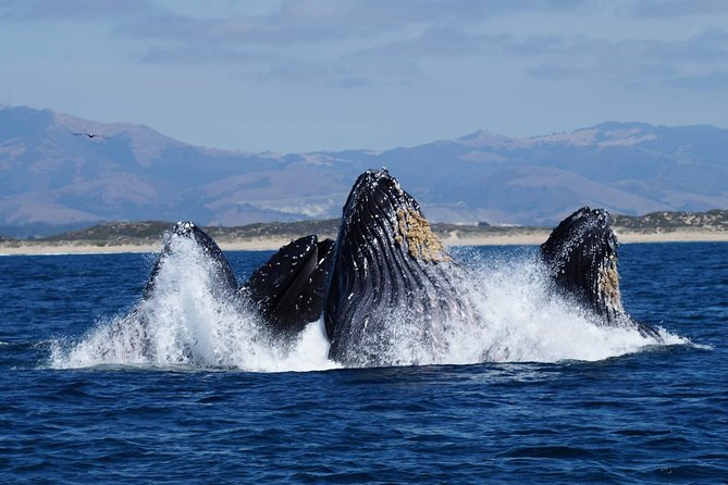 Whale Watching Tour - Included Amenities and Inclusions